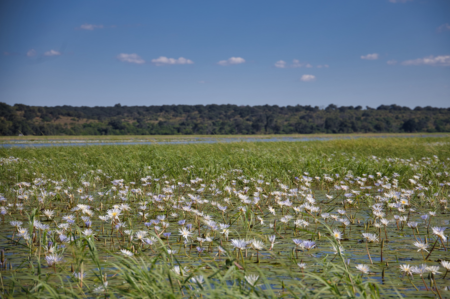 Chobe Nationalpark - Botswana - ipackedmybackpack.de - Reiseblog