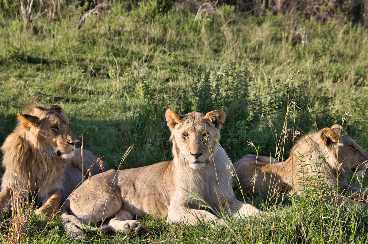 Masai Mara - Kenia - ipackedmybackpack.de - Reiseblog