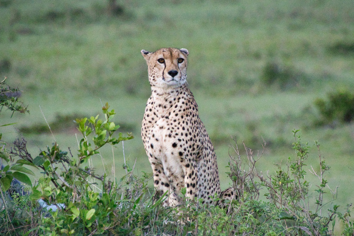 Ein Gepard nutzt die Anhöhe als perfekten Aussichtspunkt.