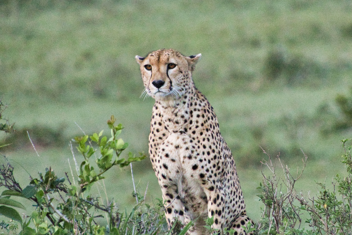 Von einer kleinen Anhöhe beobachtet der Gepard aufmerksam die Savanne.