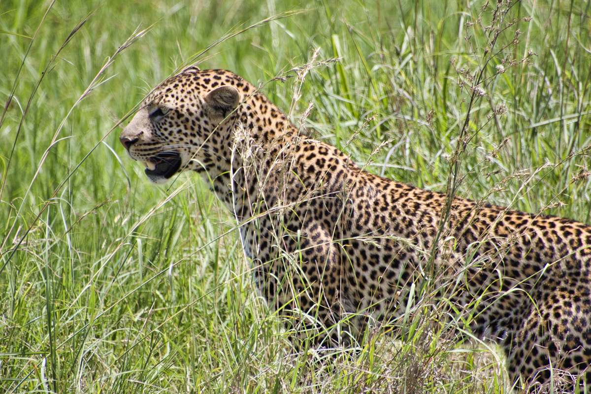Masai Mara - Kenia - ipackedmybackpack.de - Reiseblog