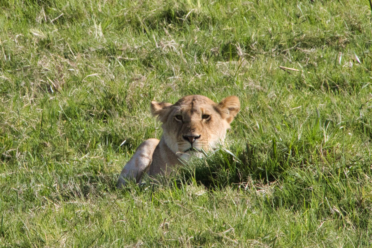 Eine Löwin ruht im hohen Gras der Masai Mara.
