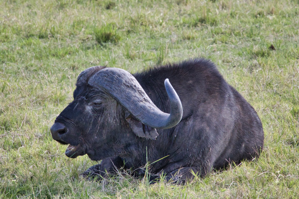 Ein Afrikanischer Büffel genießt die Ruhe im Gras.