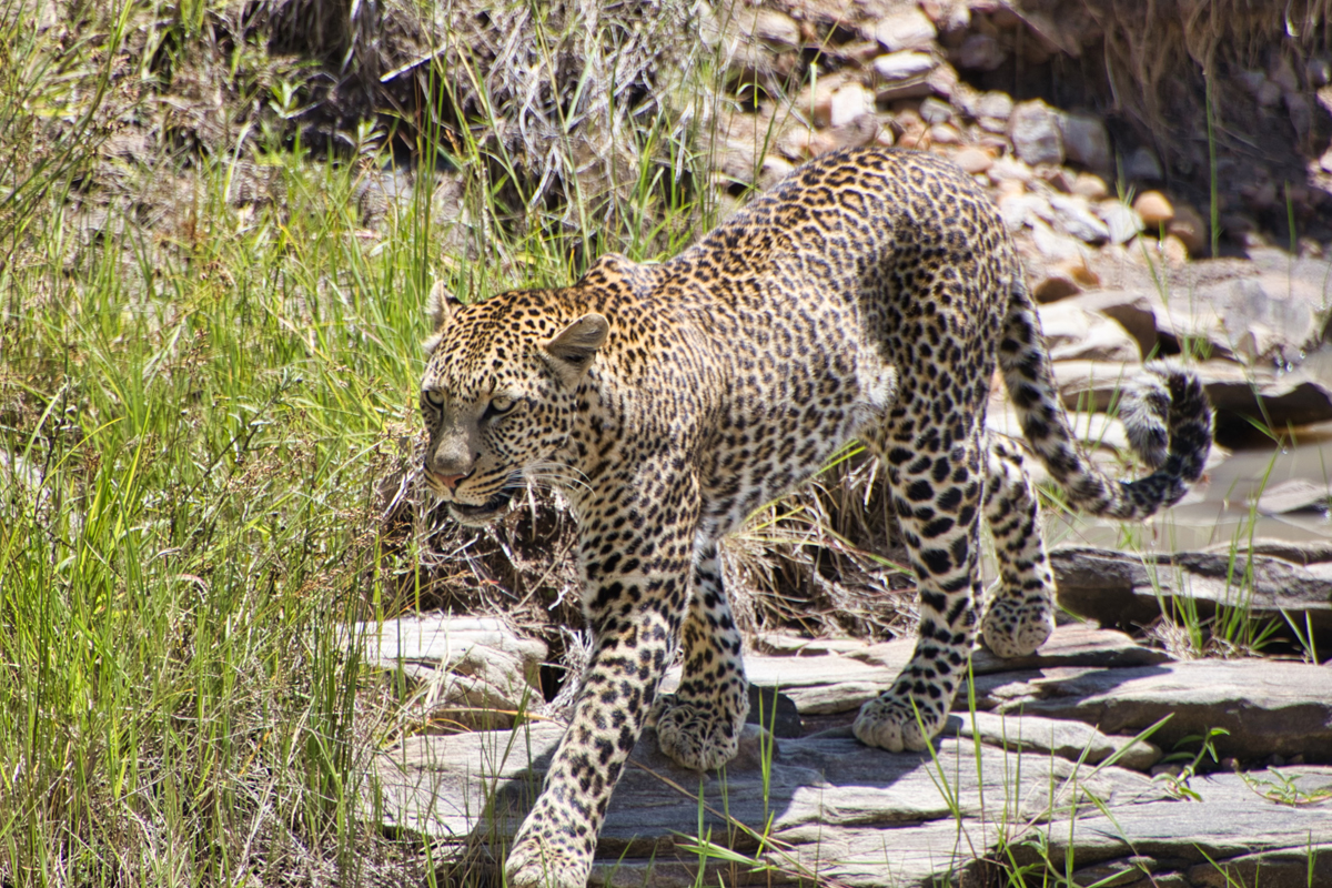 Masai Mara - Kenia - ipackedmybackpack.de - Reiseblog