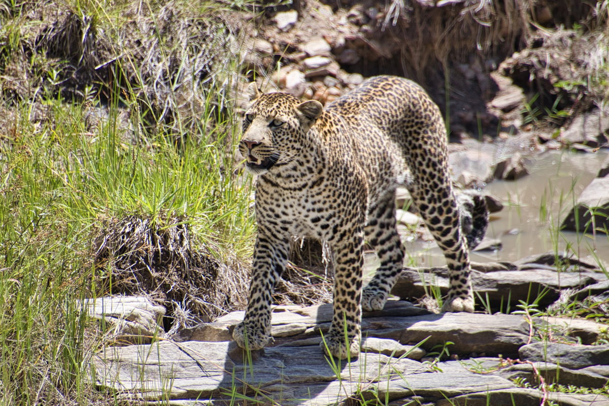 Masai Mara - Kenia - ipackedmybackpack.de - Reiseblog