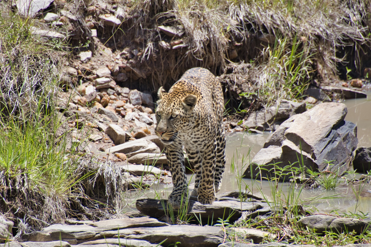 Ein Leopard durchquert das fast ausgetrocknete Flussbett der Masai Mara.