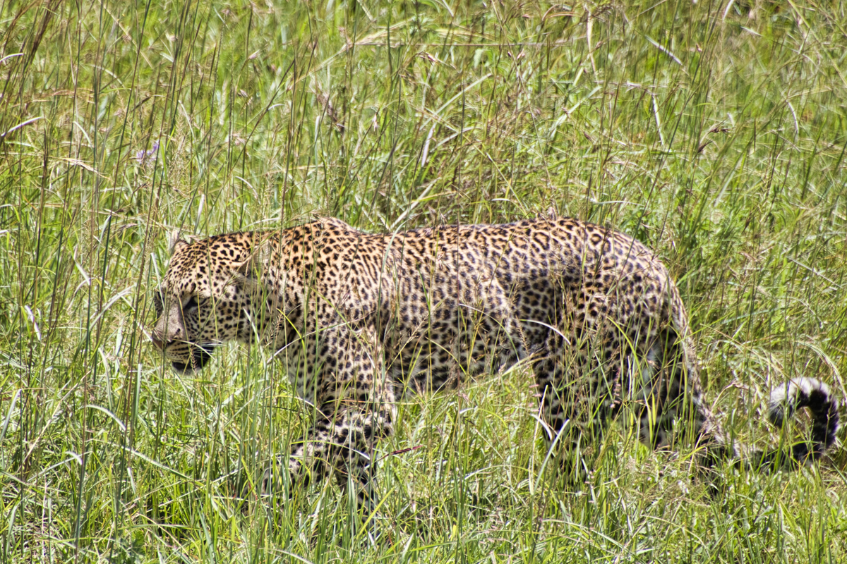 Dem Leoparden einmal so nah zu kommen, war ein echtes Highlight der Safari.
