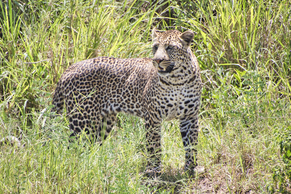 Elegant und völlig unbeeindruckt zieht der Leopard an unserem Jeep vorbei.