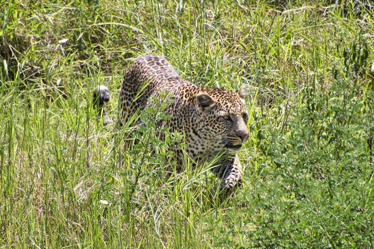 Masai Mara - Kenia - ipackedmybackpack.de - Reiseblog
