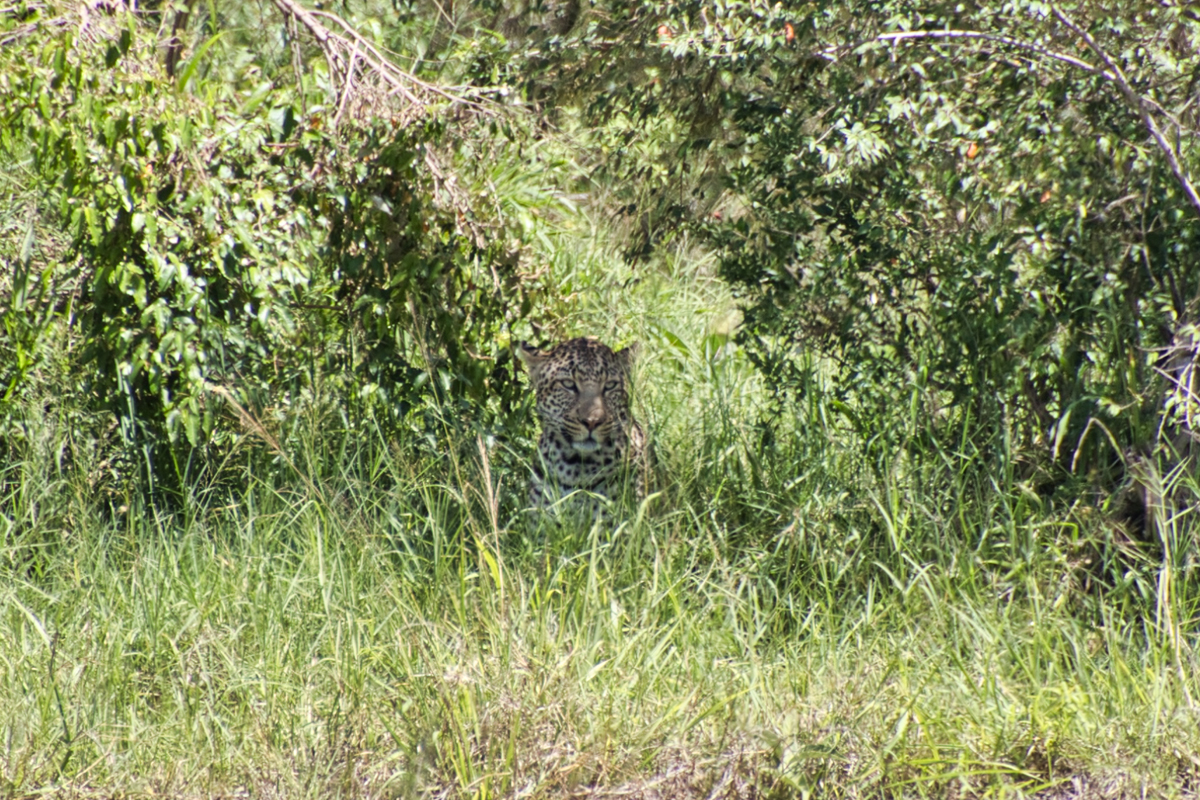 Masai Mara - Kenia - ipackedmybackpack.de - Reiseblog