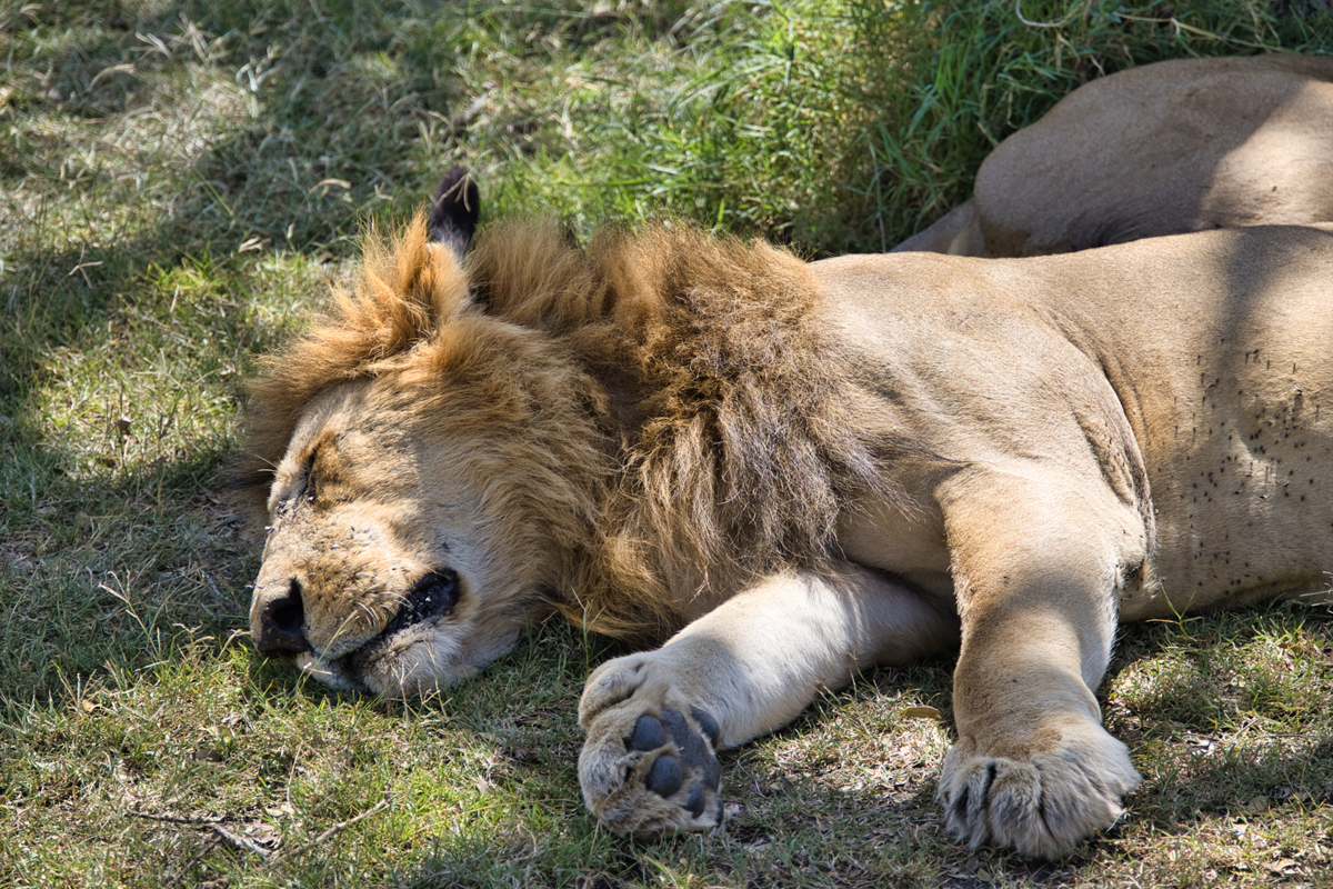 Auch der König der Tiere verbringt den Großteil des Tages schlafend.