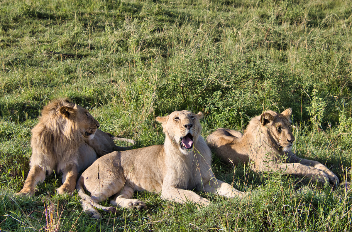 Masai Mara - Kenia - ipackedmybackpack.de - Reiseblog