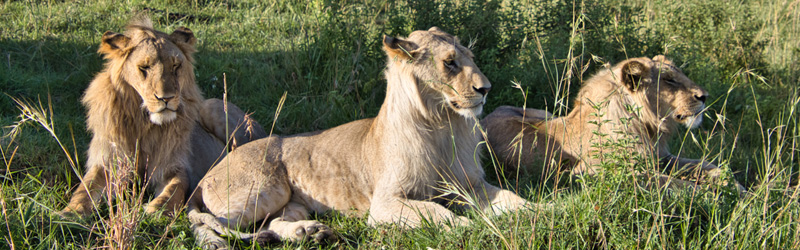 Masai Mara - Kenia - ipackedmybackpack.de - Reiseblog