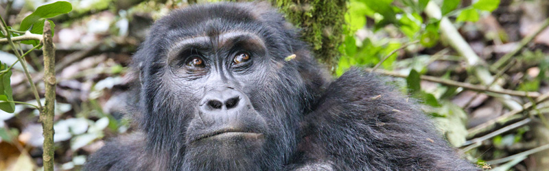 Gorilla Trekking - Uganda - ipackedmybackpack.de - Reiseblog