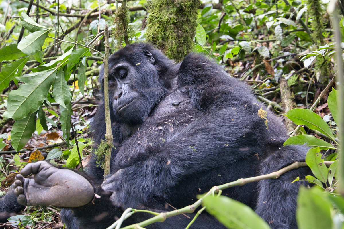 Ganz entspannt kratzt sich der Gorilla am Fuß.
