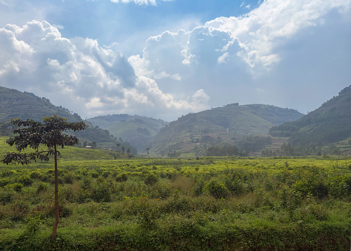 Die grüne Landschaft Ugandas wirkt fast wie aus einem Bilderbuch.