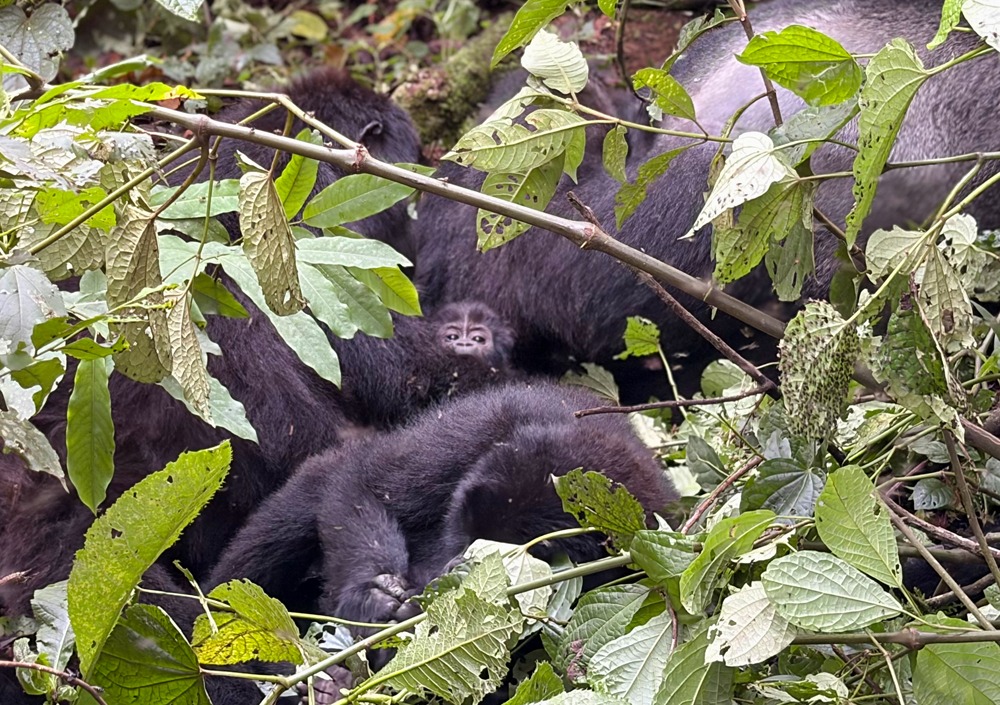 Für einen kurzen Moment lässt sich das kleine Gorillababy blicken.