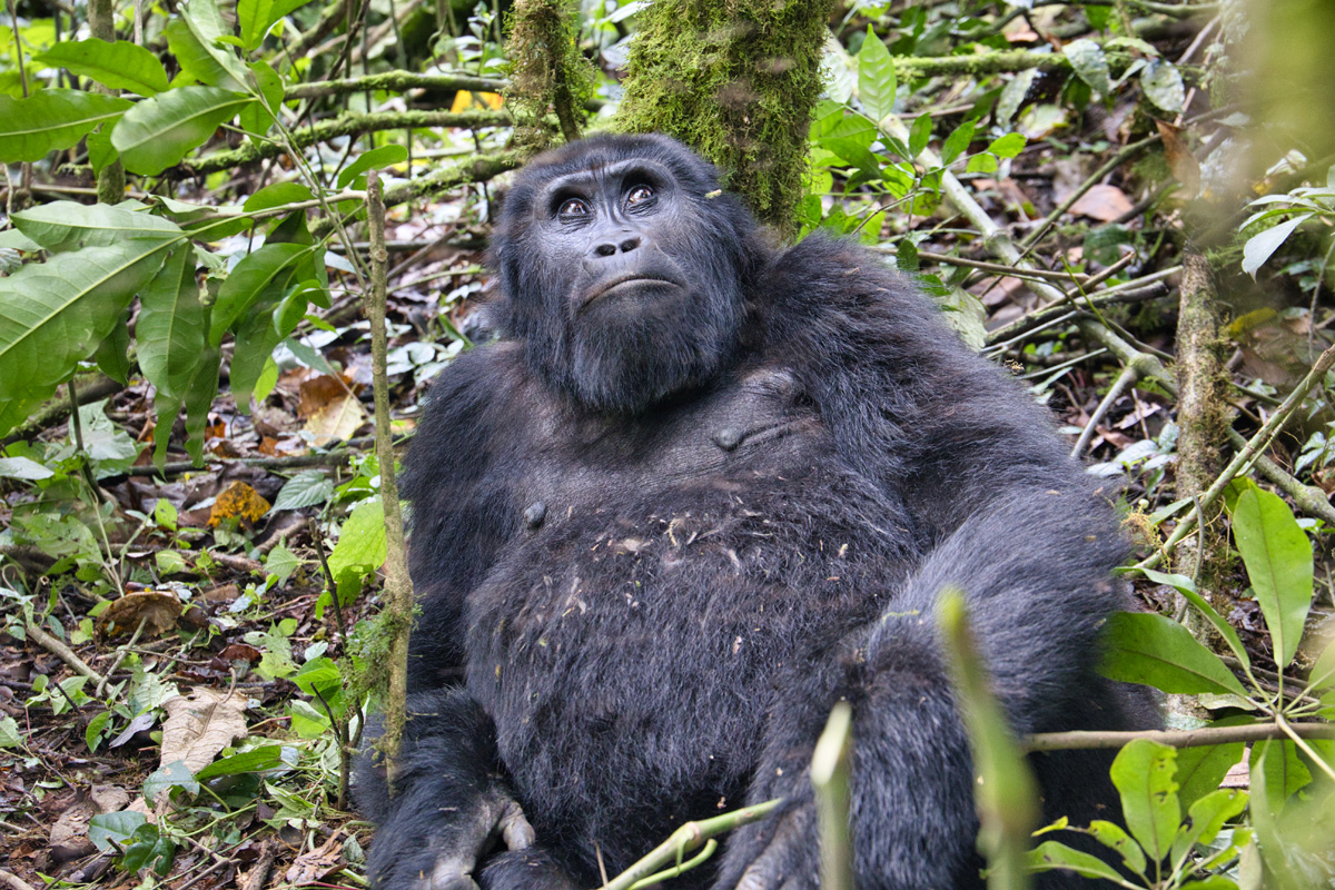 Die Ruhe der Gorillas war unglaublich beeindruckend.
