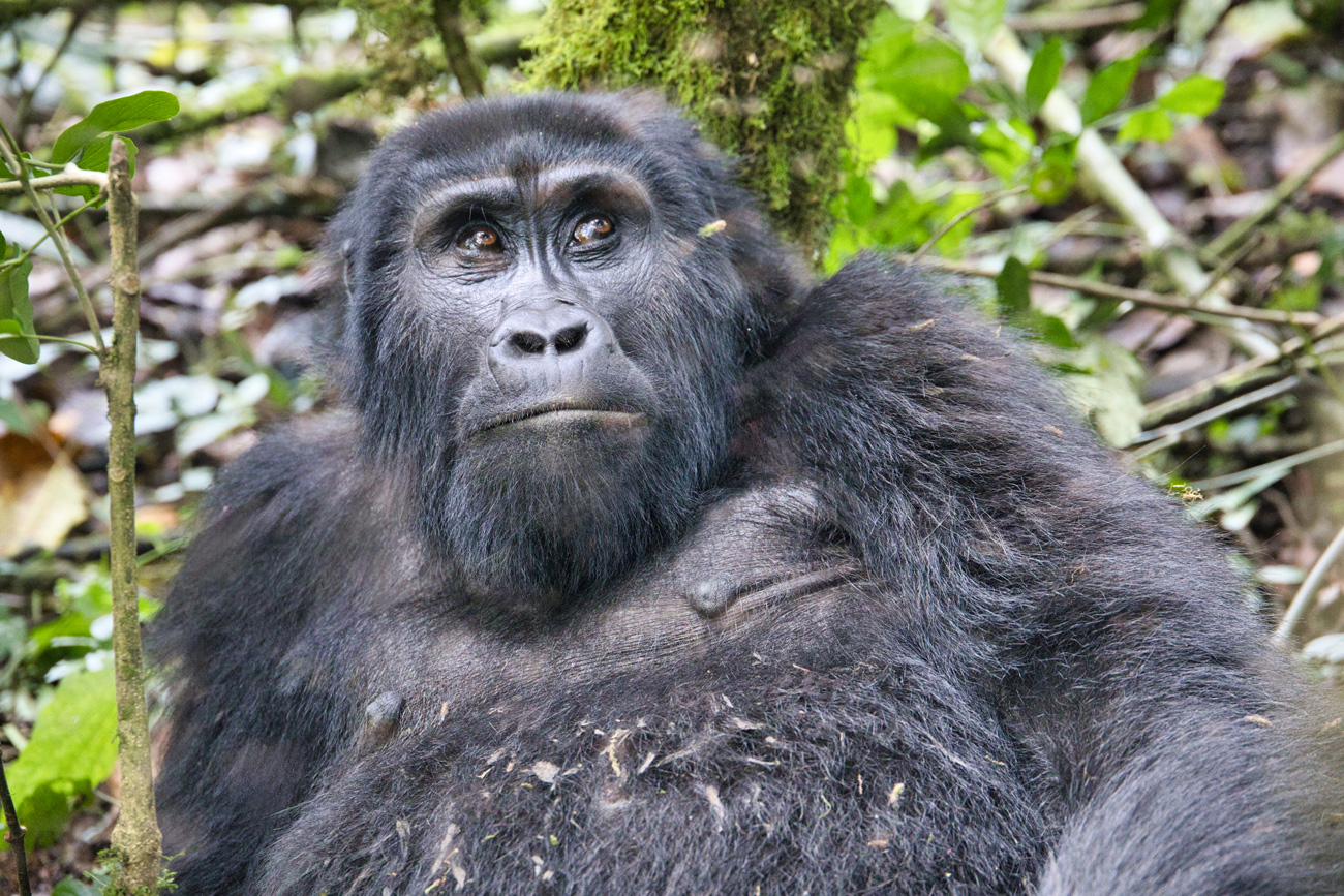 Gorilla Trekking - Uganda - ipackedmybackpack.de - Reiseblog