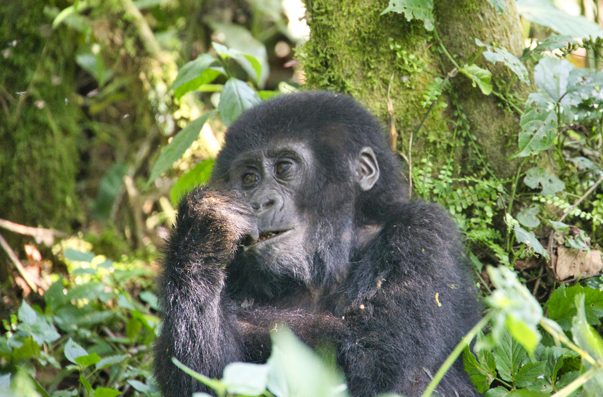 Gorilla Trekking - Uganda - ipackedmybackpack.de - Reiseblog