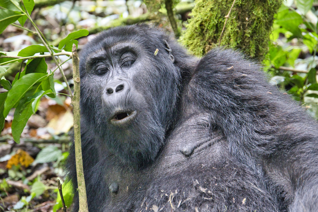 Gorilla Trekking - Uganda - ipackedmybackpack.de - Reiseblog