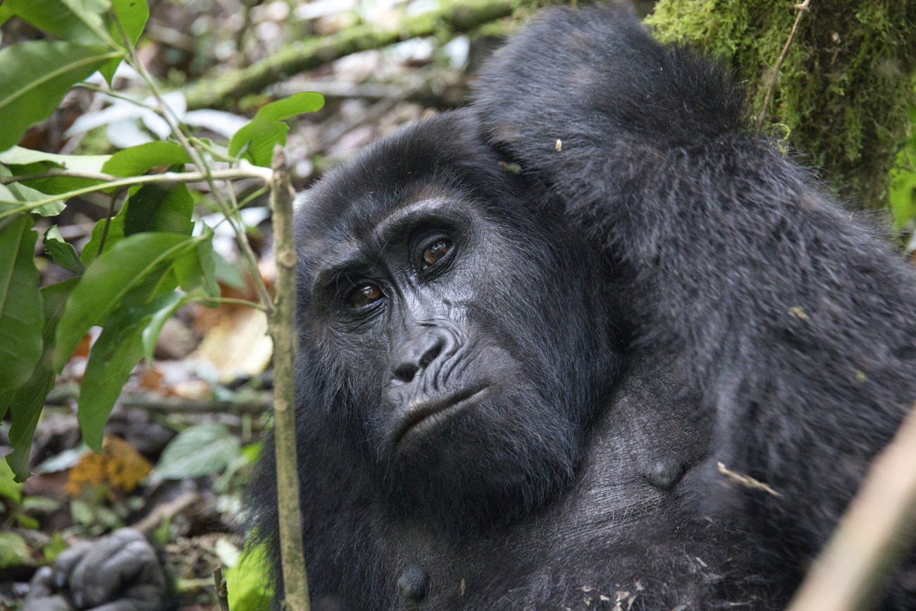 Gorilla Trekking - Uganda - ipackedmybackpack.de - Reiseblog