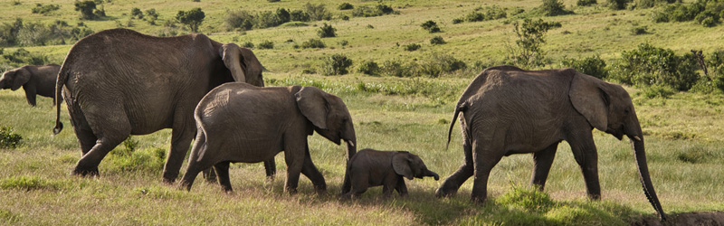 Masai Mara - Kenia - ipackedmybackpack.de - Reiseblog